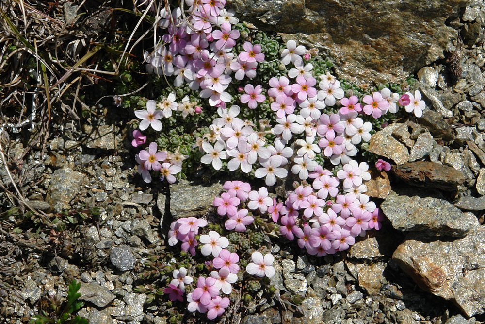 androsace alpina